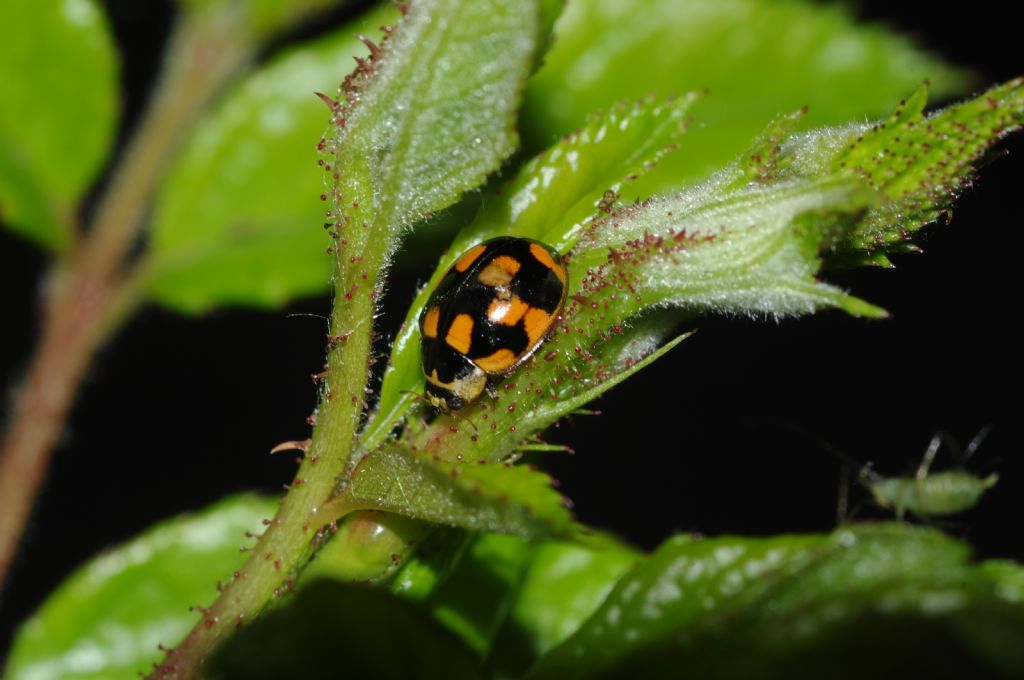 Coccinella 4 - Propylea quatuordecimpunctata